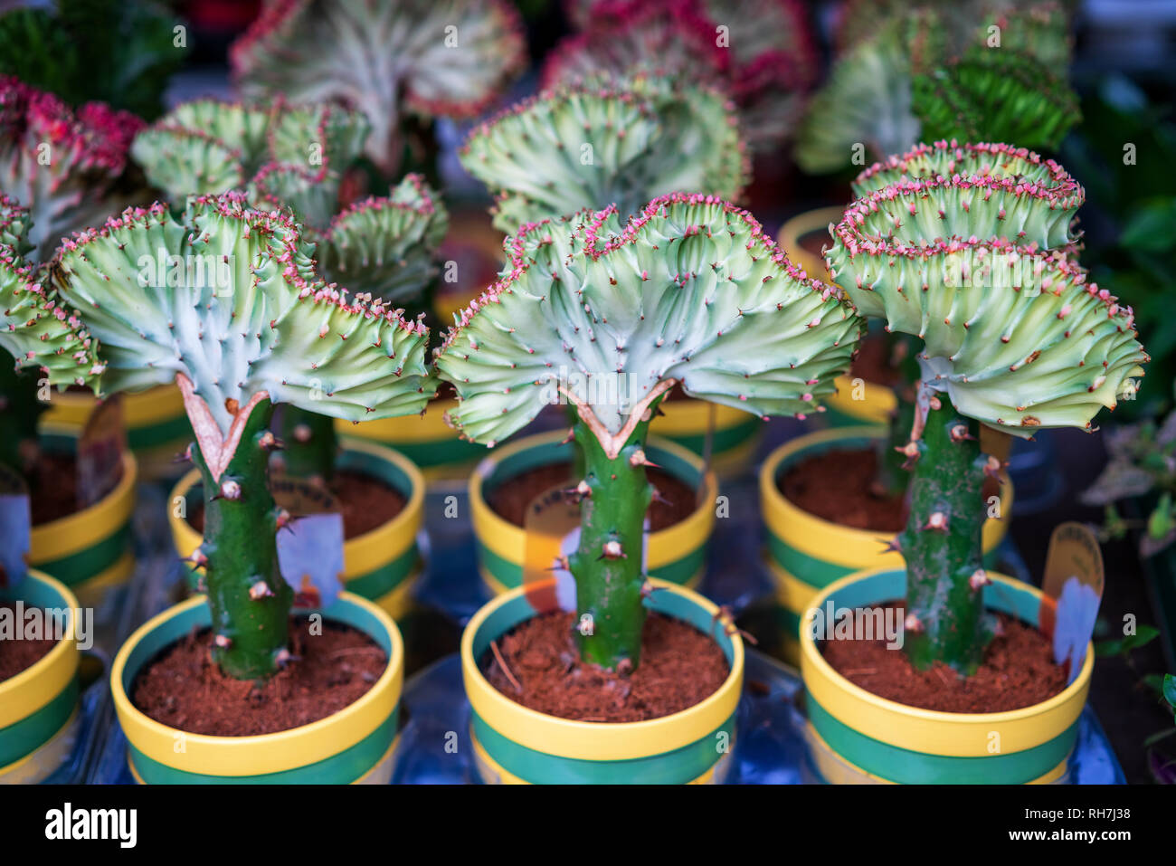 EUPHORBIA LACTEA CRISTATA EINGEPFROPFT BUNTE CACTUS Stockfoto