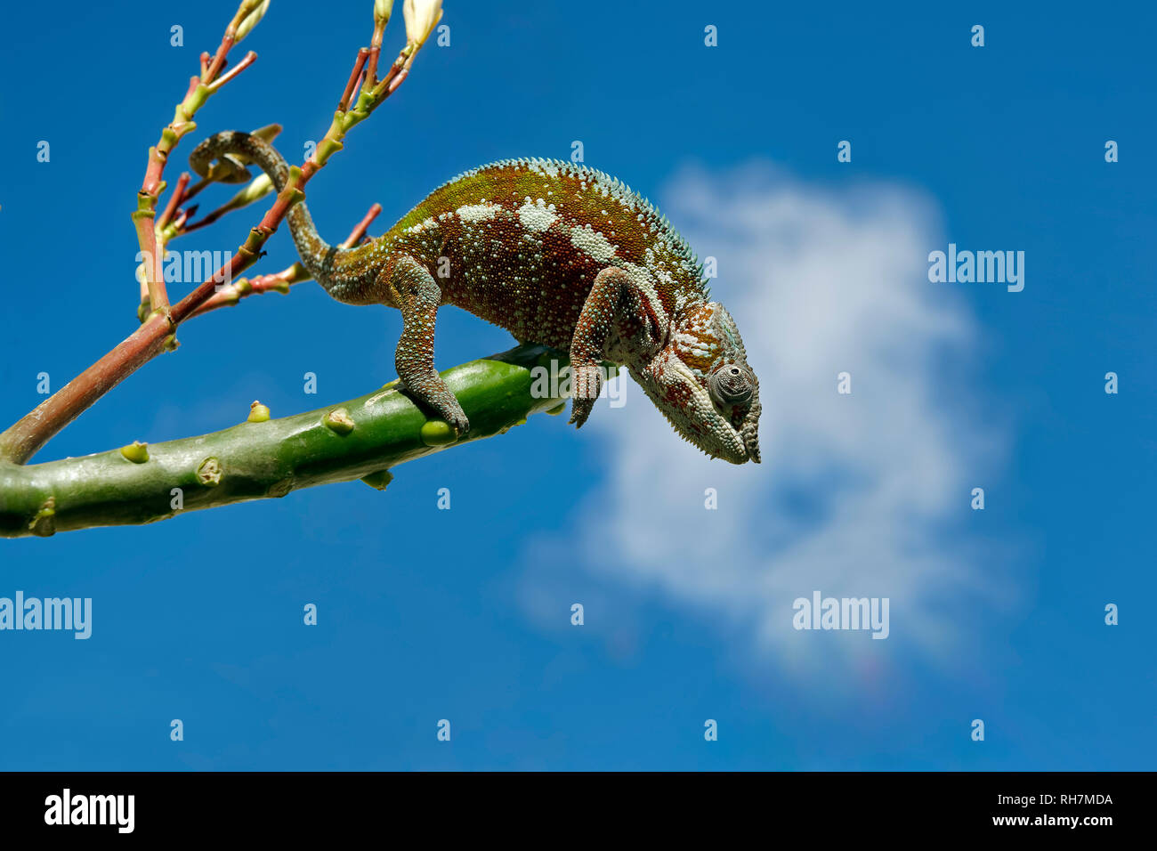 Panther chameleon (männlich) - Furcifer pardalis Stockfoto