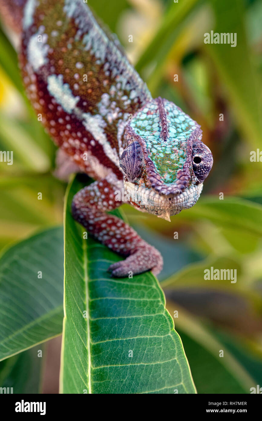 Panther chameleon (männlich) - Furcifer pardalis Stockfoto