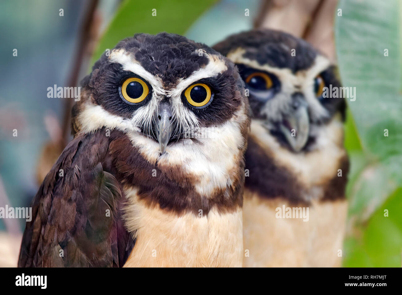 Spectacled owl-Pulsatrix perspicillata Stockfoto