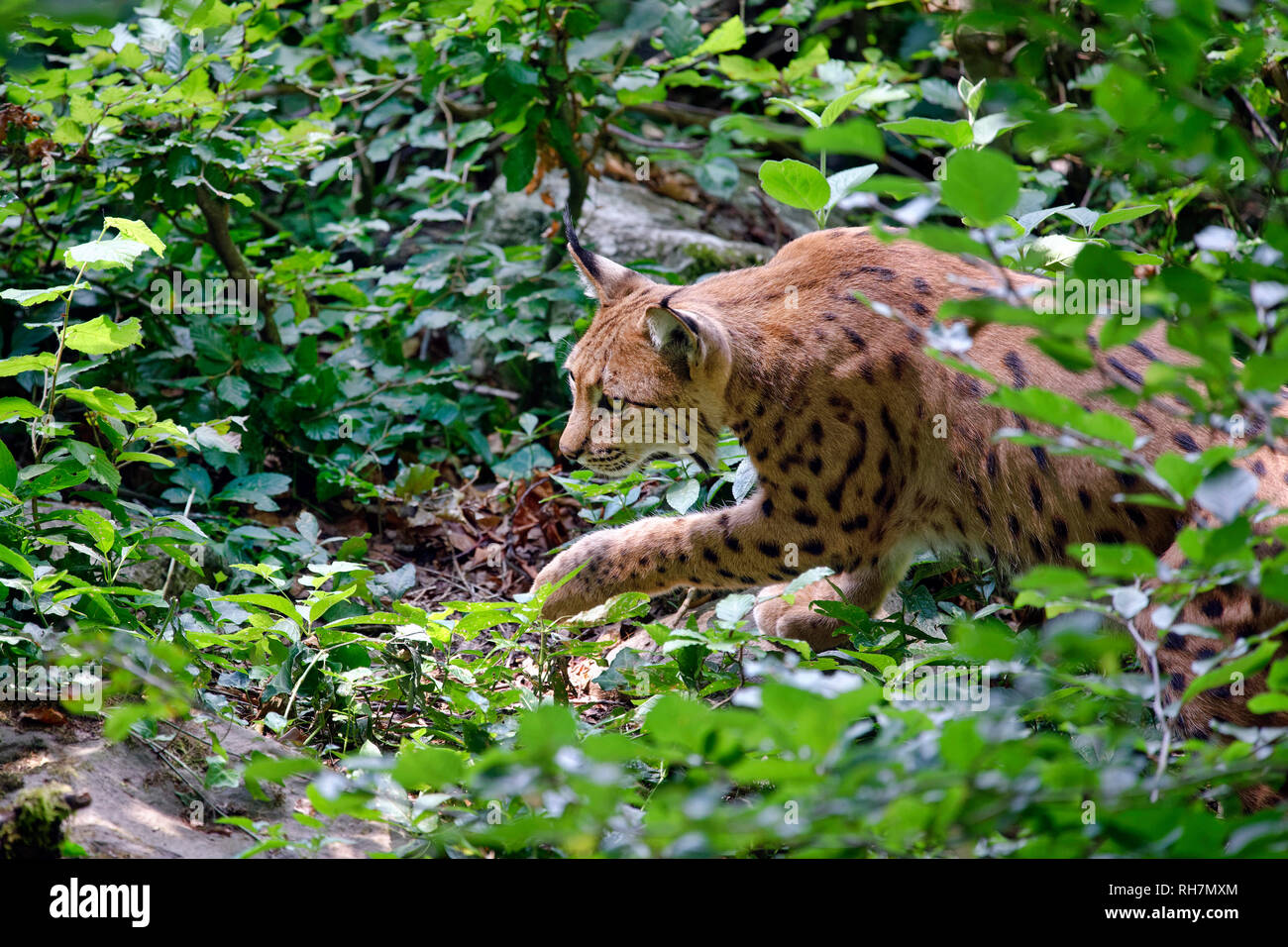 Eurasischen Luchs Lynx lynx Stockfoto