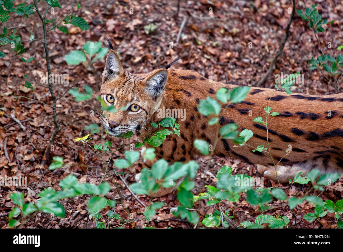 Eurasischen Luchs Lynx lynx Stockfoto