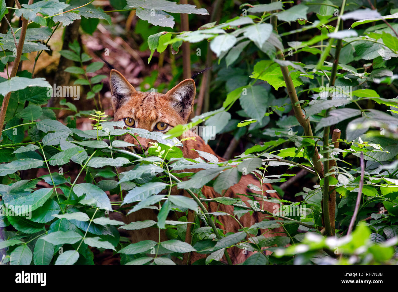 Eurasischen Luchs Lynx lynx Stockfoto