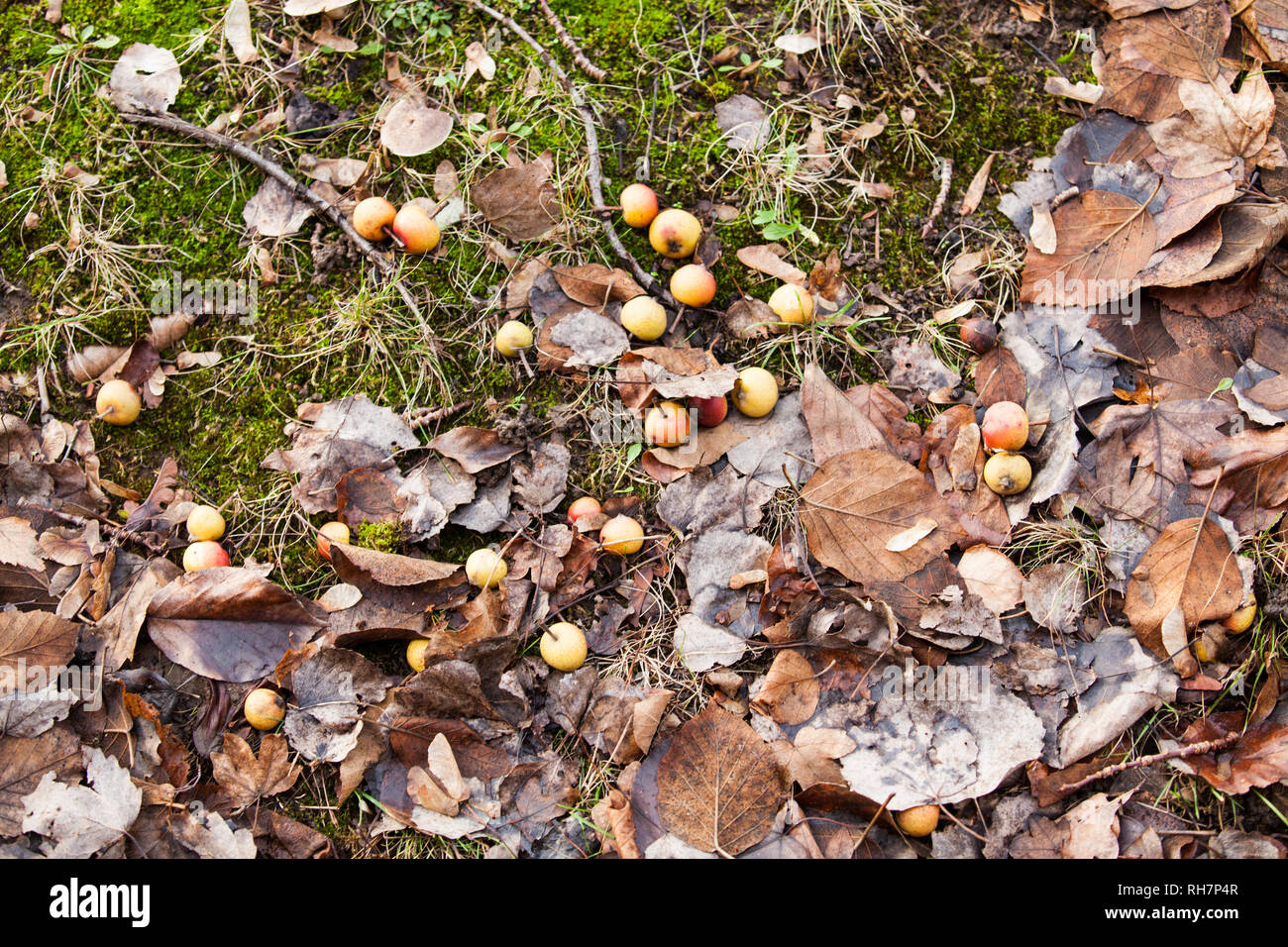 Kleine Krabbe Äpfel vom Baum am Grünen Rande gefallen Stockfoto