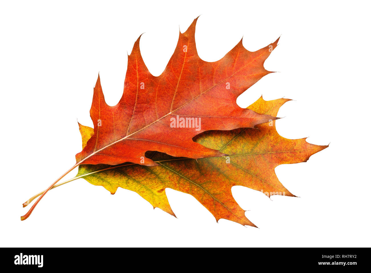 Zwei Blätter im Herbst eines Ahorn mit schöne Schattierungen auf weißem Hintergrund Stockfoto