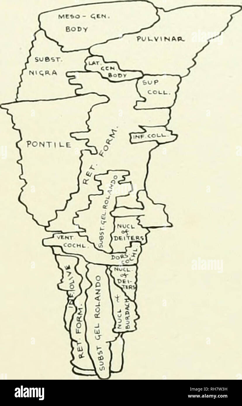 . Das Gehirn vom Affen zum Menschen; ein Beitrag zur Untersuchung der Entwicklung und der Entwicklung des menschlichen Gehirns. Gehirn; Evolution; Pongidae. Abb. 158. Die seitliche FLÄCHE DES GRAUEN^ LETZTERE DER HIRNSTAMM, PAPIO CYNOCEPHALUS. Schlüssel zum Schaltplan, Dors, cochl., Dorsal Cochlear Nucleus; inf Coll.. Innenraum Colliculus inferior; Inf. Oliven, Olivenöl; L.T. GEN. Körper, seitliche Geniculate Body; meso-gen. Körper. Mesialen Geniculate Body; BuRDACH, Nucl. Der Kern des Burdach; Nucl. von deiters. Kern von Deiters; pontile. Pontile Kerne; Ret.form., retikuläre Formation; subst. gel. Rolando, Substantia Gelatinosa des Stockfoto