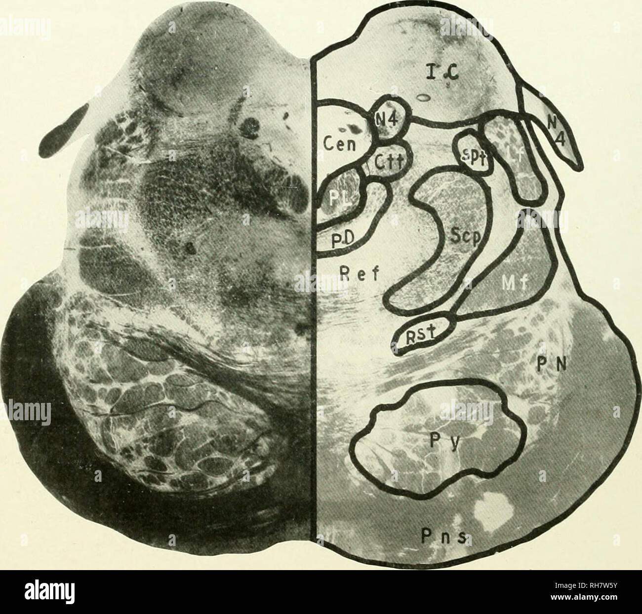 . Das Gehirn vom Affen zum Menschen; ein Beitrag zur Untersuchung der Entwicklung und der Entwicklung des menschlichen Gehirns. Gehirn; Evolution; Pongidae. 326 DIE MITTLERE PRIMATEN markiert auf dieser Ebene, wie auch das Stratum complexum mit vielen Quer pontile Fasern unter denen verstreut sind die Bündel Der pyram - Idal System (Py) und der hirge Massen der Atomkerne pontile (PN). Abb. 152. Pavian. Ebene der INFERIOR COLLICULUS ZEIGEN AUCH DIE ENTSTEHUNG DES VIERTEN NERV. CEN, Zentrale graue Materie; ctt, zentrale Tegmental Trakt; ic, Inferior Colliculus; lf. Seitliche Verrundung; mf. Mesialen Fi Stockfoto