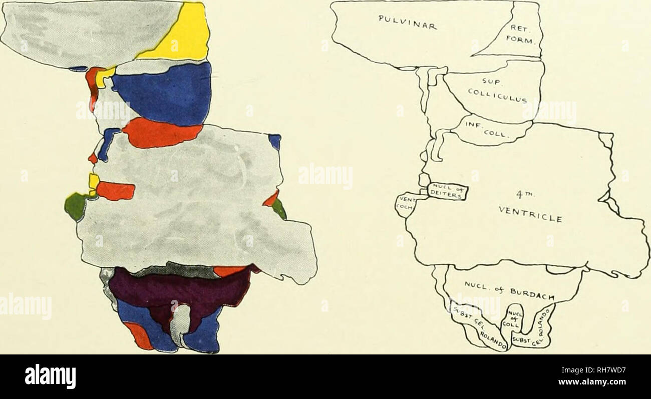 . Das Gehirn vom Affen zum Menschen; ein Beitrag zur Untersuchung der Entwicklung und der Entwicklung des menschlichen Gehirns. Gehirn; Evolution; Pongidae. Wiederaufbau des xMYCETES SENICULUS = 37 Bildung scheint kontinuierlich mit der Matrix der grauen Substanz, aus der Entwicklung der Zona incerta Der zwischenhirn und auch die der weniger unterscheiden - entiated hypencephalic graue Angelegenheit zu sein. Abb. 130. Rückenseite DER GRAUEN SUBSTANZ DES HIRNSTAMMS, MYCETES SENICULUS. Schlüssel zum Niedrigproduktiven-m.inf.coll., Inferior Colliculus; Nucl. ofburdach, Kern der Burdach; Nucl. von deiters. Kern von Deiters, Nucl. von Coll, Nucleus Stockfoto