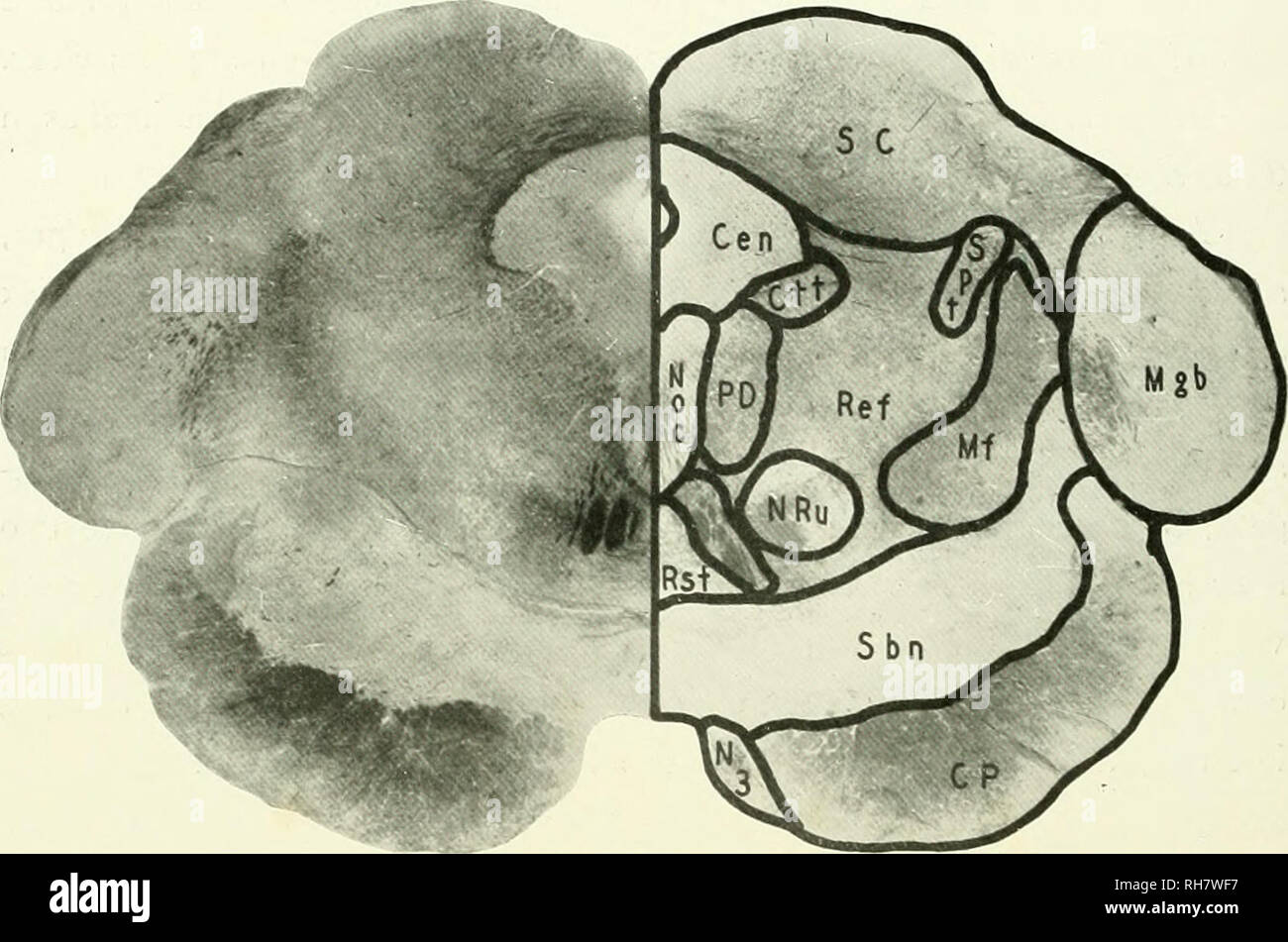 . Das Gehirn vom Affen zum Menschen; ein Beitrag zur Untersuchung der Entwicklung und der Entwicklung des menschlichen Gehirns. Gehirn; Evolution; Pongidae. 228 DIE UNTEREN PRIMATEN rectus Muskeln. Dieser Nerv liefert auch alle der inneren Augen, Muskeln und des levator Muskel des oberen Augenlids. Es ist vor allem, dass die signiiicant commissural Verbindungen des Nukleus Augenmotorischen sind viel mehr Prom-. Abb. 126. MYCETES^ Il. UA-LL S. EBENE DER SUPERIOR COLLICULUS. CEN, Zentrale graue Materie; ctt, zentrale Tegmental Trakt; cp. Zerebrale Stiel; mgb. Mesialen Geniculate Body; MF, Mesialen Filet; noc. Oculomo Stockfoto