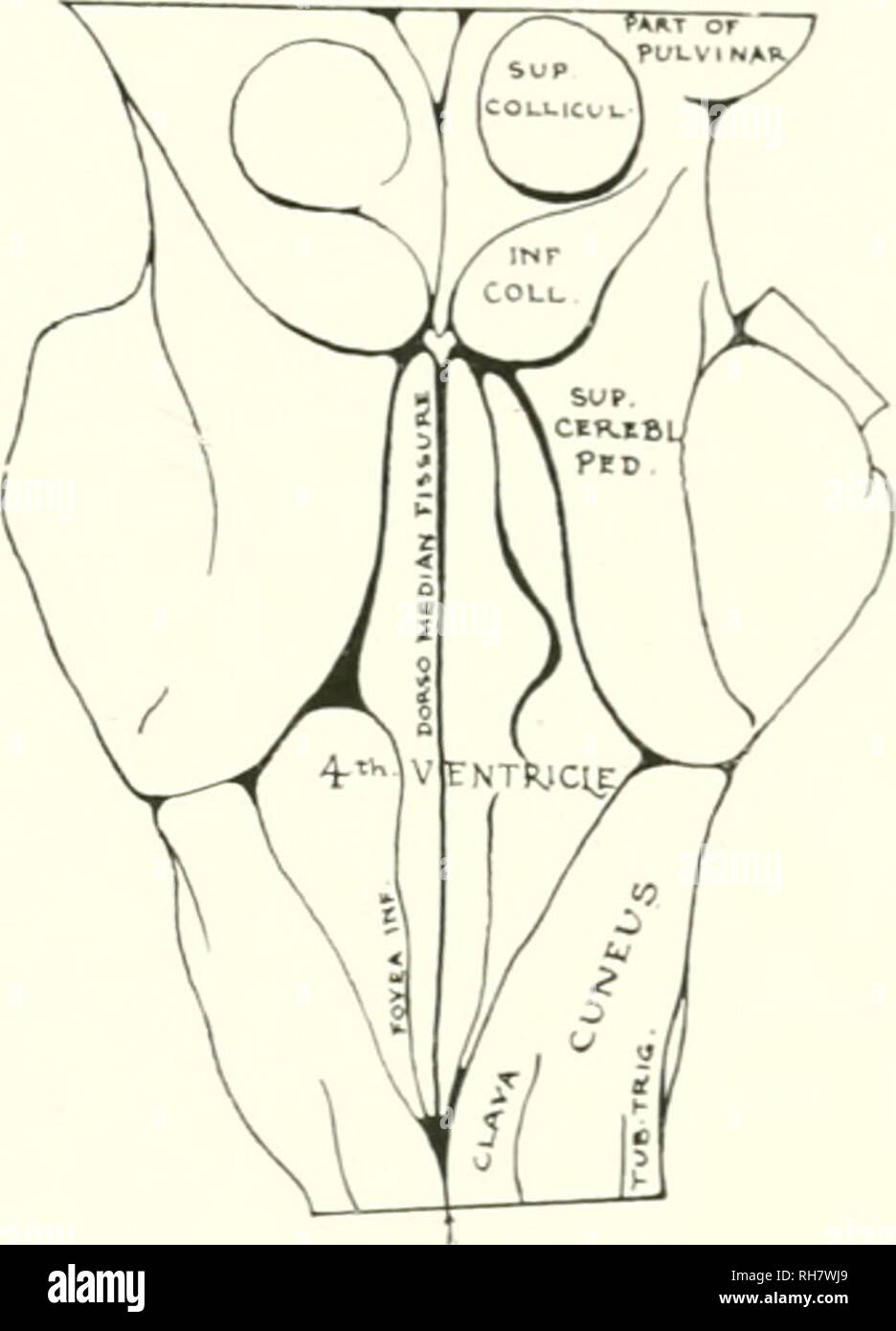 . Das Gehirn vom Affen zum Menschen; ein Beitrag zur Untersuchung der Entwicklung und der Entwicklung des menschlichen Gehirns. Gehirn; Evolution; Pongidae. Abb. (2) 6. Rückenseite DES HIRNSTAMMS, Gorilla. [Actu. il Länge 42mm | Schlüssel zum Schaltplan, d. m. St., Dorsomcciian Septum; fovea Inf. Fovea unterlegen; Tinte. Coll.. Minderwertige Collicu-lus; SUP. CEREBL. PED., Superior Cerebellar Stiel; sup.collicul., Superior Colliculus; Whirlpool. Trig., Tubcrculum Trigemini. ventricuhir und entricuhir Regionen. In der Region, die dorsomedian infraventricular Septum in tlie niidhne trennt die beiden alar Platten, von denen jede f Stockfoto