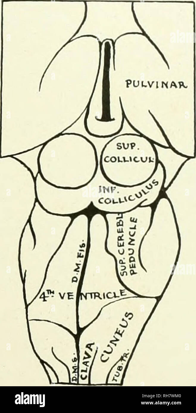 . Das Gehirn vom Affen zum Menschen; ein Beitrag zur Untersuchung der Entwicklung und der Entwicklung des menschlichen Gehirns. Gehirn; Evolution; Pongidae. Abb. Ich 16. Rückenseite DES HIRNSTAMMS, MYCETES SENICULUS. [Tatsächliche Länge, 34 mm.]-Taste, um in den Schaltplan, d. m. fis., Dorsomedian Riss; d. m. s., Dorsomedian Sulcus; Inf colliculus. Inferior Colliculus; sup.cerebl. Stiel, Superior Cerebellar Stiel; sup.collicul., Superior Colliculus; Whirlpool. Tr., Tuberculum Trigemini. Wertebereich willensmäßige Kontrolle als wahr ist entweder der lemur oder krallenaffen. Seitliche zu jeder Pyramide ist ein kleines ohvary Eminenz. Der dorsalen Oberfläche Stockfoto