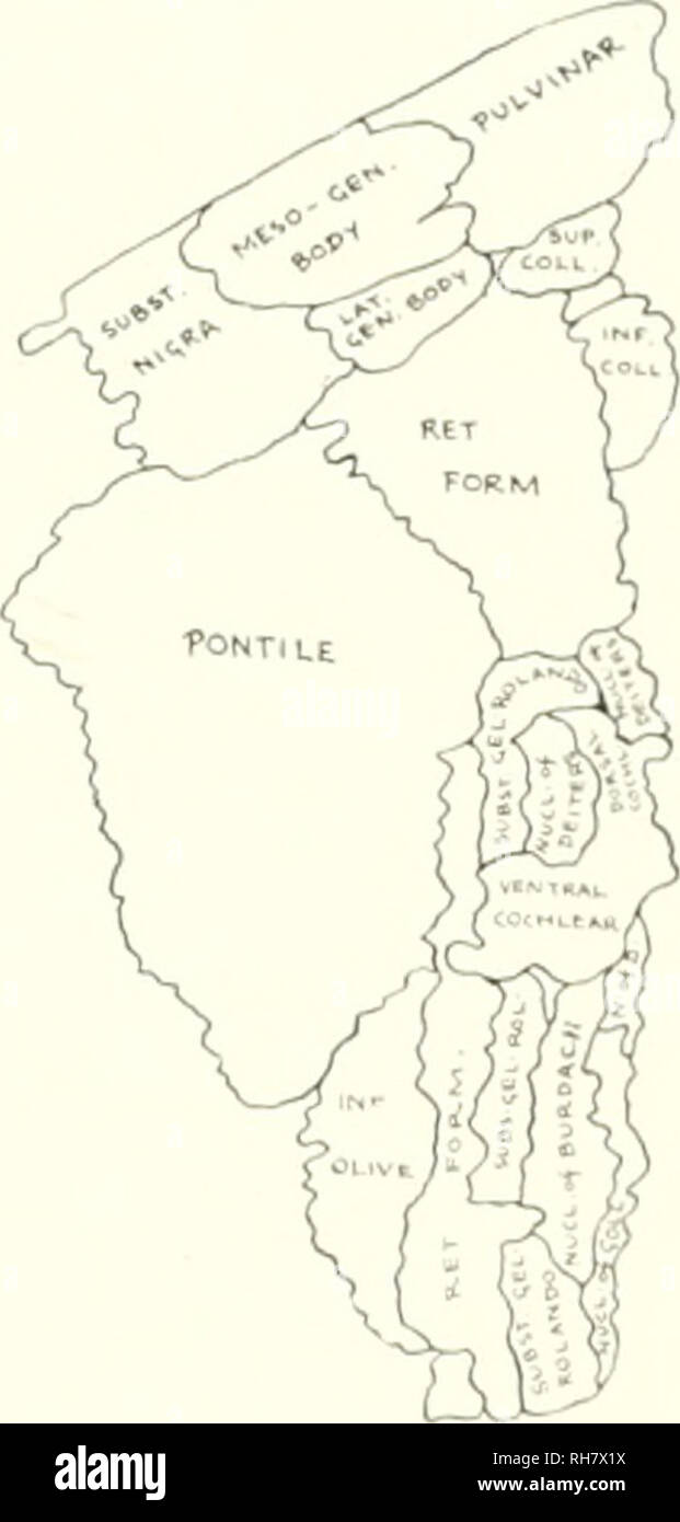 . Das Gehirn vom Affen zum Menschen; ein Beitrag zur Untersuchung der Entwicklung und der Entwicklung des menschlichen Gehirns. Gehirn; Evolution; Pongidae. Ich-IG. 274. Mantelfläche der grauen Substanz DES HIRNSTAMMS, TROGLOD^ TES NIGER. Schlüssel zum Schaltplan, Dorsalen cochl., dorsale (^ ochk'ar Kern; IM-.coll., Inferior Colliculus inferior; Inf. Oliven, Olivenöl; lat. Gi-. n'. Körper, seitliche Geniculate Body; meso-gen. Körper. Mesialen Geniculate Body; Nucl. von bukdach. Kern des Burdaclt; n. Oder D. und Nucl. von deiters. Kern von Deiters; nccl. Der indischen Regierung. l, Nucleus o (Goll; RET. FORM., retikuläre Formation; Subs. &Lt;;;;;;;; fi. rol. Und su Stockfoto