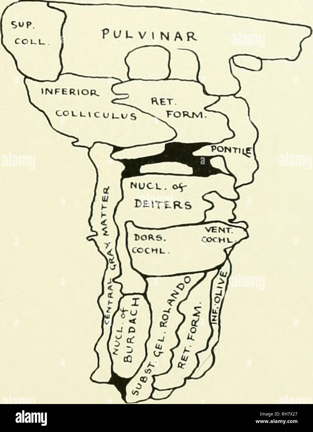 . Das Gehirn vom Affen zum Menschen; ein Beitrag zur Untersuchung der Entwicklung und der Entwicklung des menschlichen Gehirns. Gehirn; Evolution; Pongidae. Abb. 93. Mantelfläche DER GRAUEN SUBSTANZ DES HIRNSTAMMS, Callithrix jaccus geführt. Schlüssel zum Schaltplan, Dors, cochl.. Dorsal Cochlear Nucleus; Inf. Olive, minderwertigen Oliven; Burdach, Nucl. Der Kern des Burdach; Nucl. von deiters, Kern von Deiters; Pontile pontile, Kerne; ret. Formular.. Retikuläre Formation; subst. gel. Rolando. Substantia Gelatinosa des Rolando; sup.coll., Superior Colliculus; VENT. COCHL., ventralen cochlearen Nukleus. Mit kein Durchgang mit dem thahim Stockfoto