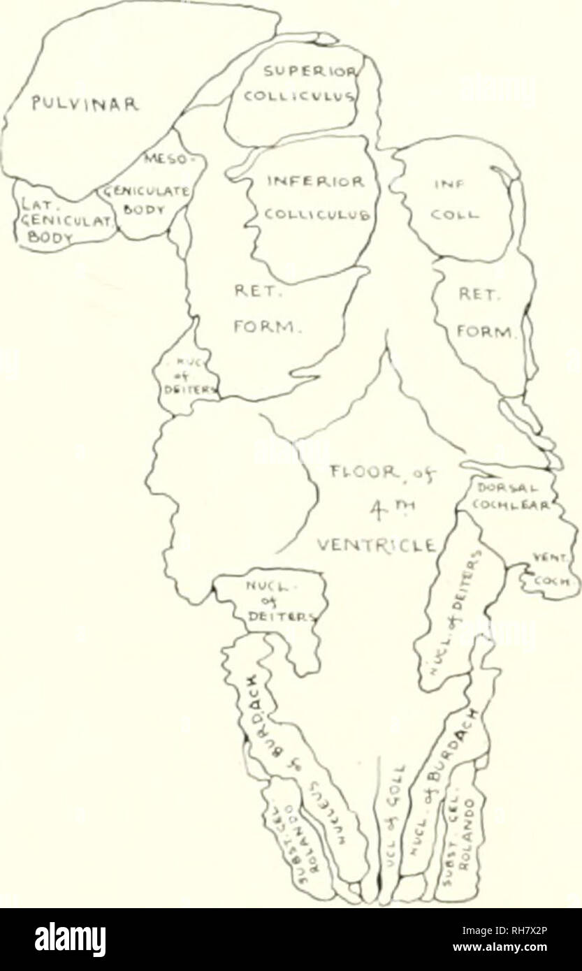 . Das Gehirn vom Affen zum Menschen; ein Beitrag zur Untersuchung der Entwicklung und der Entwicklung des menschlichen Gehirns. Gehirn; Evolution; Pongidae. Abb. l -^. DORS. AL SUKIACE von GH. W DER GEHIRN STE. M, TROGLODYTES NIGER. Schlüssel zum Schaltplan, dorsal Cochlear, Dorsal Cochlear Nucleus; inf Coll.. Inferior Colliculus; lat. genicu-ich.AT. Körper, L; iteral Geniculate Body; mlso - gkmcui. ate Körper. Mesialen Geniculate Body; Nucl. von durdach. Kern des Burdacli; Nuc. von deitfrs und Nucl. von deiters. Kern des Deilers; nlcl. Von coll. Kern der Goll; ret. iorl. Retikuläre Formation; subst. Cel. Rolando, Substantia Gcla Stockfoto