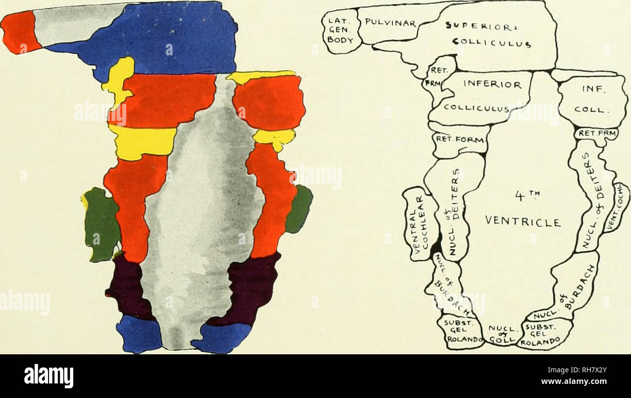 . Das Gehirn vom Affen zum Menschen; ein Beitrag zur Untersuchung der Entwicklung und der Entwicklung des menschlichen Gehirns. Gehirn; Evolution; Pongidae. Wiederaufbau von Callithrix jaccus geführt 187 mesially und seitlich an der absteigend Pallio - pontile und Pallio - spinale Sys-tems der Fasern. Diese Mesialen und seitliche nukleare Massen durch eine relativ leichte Brücken von Kernmaterial verbunden. Es gibt aber wenig Anzeichen. Abb. 92. Rückenseite DER GRAUEN SUBSTANZ DES HIRNSTAMMS, Callithrix jaccus geführt. Schlüssel zum Schaltplan, Inf. Coll., Inferior Colliculus; lat. gen. Körper. Seitliche Geniculate Body; Nucl. von BURDACH, Nuc Stockfoto