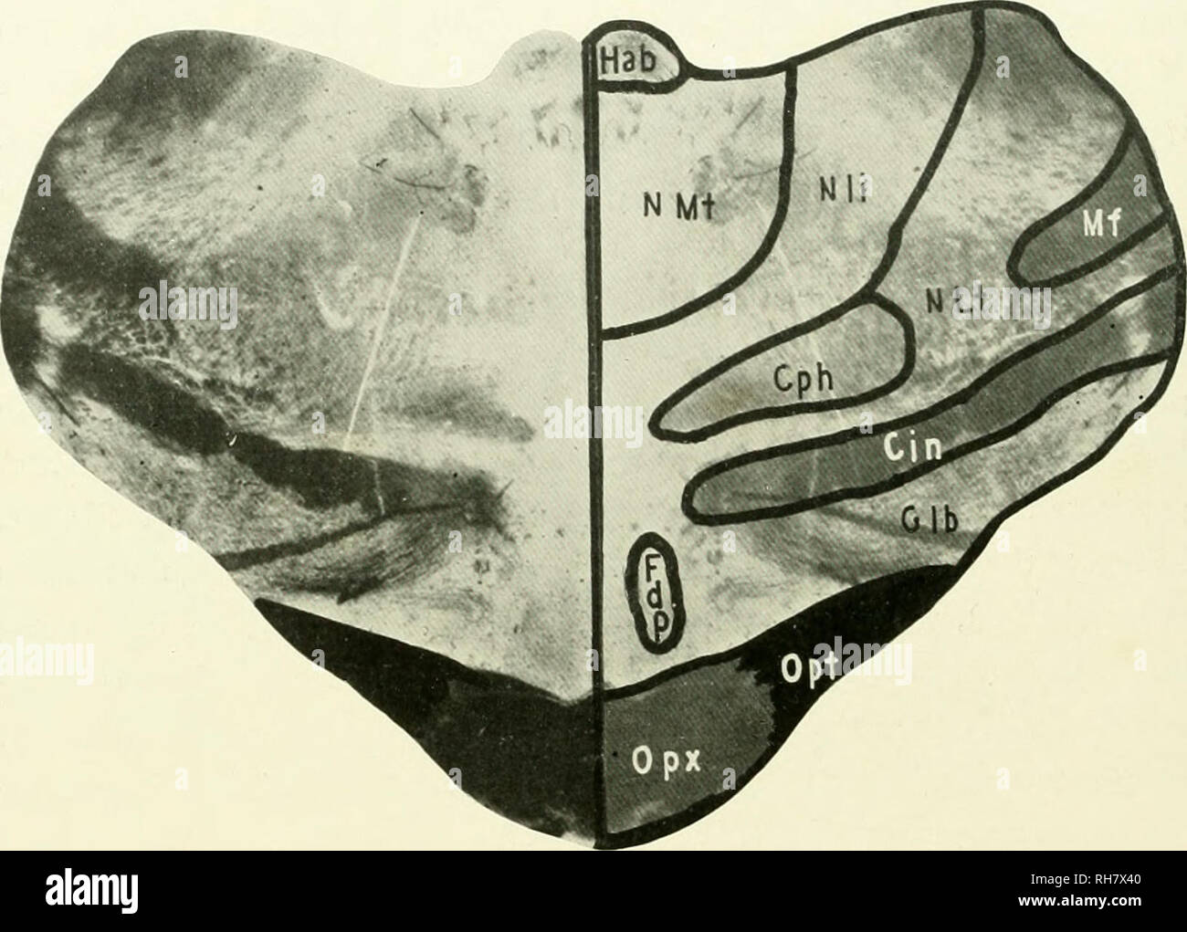. Das Gehirn vom Affen zum Menschen; ein Beitrag zur Untersuchung der Entwicklung und der Entwicklung des menschlichen Gehirns. Gehirn; Evolution; Pongidae. i8o DER UNTEREN PRIMATEN EBENE DER OPTIC CHLA. SM (Abb. 89) Auf der Ebene der Optic Chiasma das Erkennungsmerkmal ist der decussation im optischen Pfad (Opt). Der Thalamus ist ebenfalls vertreten. Dies ist. Abb. 89. Krallenaffen. LEEL DES OPTIC CHIASMA. CIN, inneren Kapsel; cph, Corpus Hypotlialamicum; fdp, Absteigend Säulen der Fornix; glb, Globus pallidus; hab. Kern Habenulae; mf. Mesialen Filet; nmt, medialen Nukleus des Thalamus; nli, Inter Stockfoto