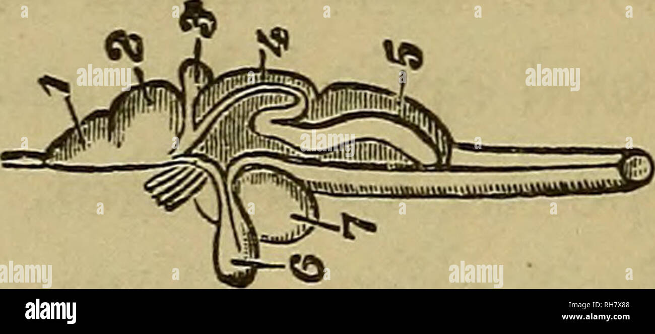 . Das Gehirn als Organ des Geistes. Gehirn; Denken und Denken; Gehirn. 128 DIE GEHIRN OP REPTILIEN "zerebrale Stiel.' auf dem oberen und unteren Teil der eacli Dieser composite Stiel, nur anterior mit der optischen Vorsprung, es gibt einen kleinen Projektion, soll ein weiterer, sehr wichtiger ganglionic Karosserie, die sich in höheren Wirbeltieren, wie die * Thalamus bekannt ist, Antworten zu geben." Über die Identität dieser Stellen jedoch einige Meinungsverschiedenheiten gibt. Sie zusammen mit den inneren Flächen des Stiel, auf dem sie gelegen sind, bilden die seitliche Begrenzungen eines anderen Gehirn Hohlraum, bekannt als der Stockfoto