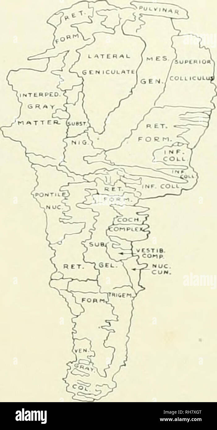 . Das Gehirn vom Affen zum Menschen; ein Beitrag zur Untersuchung der Entwicklung und der Entwicklung des menschlichen Gehirns. Gehirn; Evolution; Pongidae. Abb. 66. Die seitliche FLÄCHE DES GRAUEN ALATTER DES HIRNSTAMMS, TARSIUS SPECTRUM. Kev zu Schaltplan, Coch. Komplex, Cochlear Komplex; inf Coll.. Inferior Colliculus; interped. graue Materie, Interpenduncular graue Materie; mes. gen.. Mesialen Geniculate Body; nuc. cun., Nucleus Cuneatus; pontile nuc. Pontile Kerne; ret. Formular.. Retikuläre Formation; sub. gel. trigem.. Substantia Gelatinosa Trigcmini; subst. nig., Substantia Nigra; Ven. Grau col.. Ventrale graue Spalte; Stockfoto