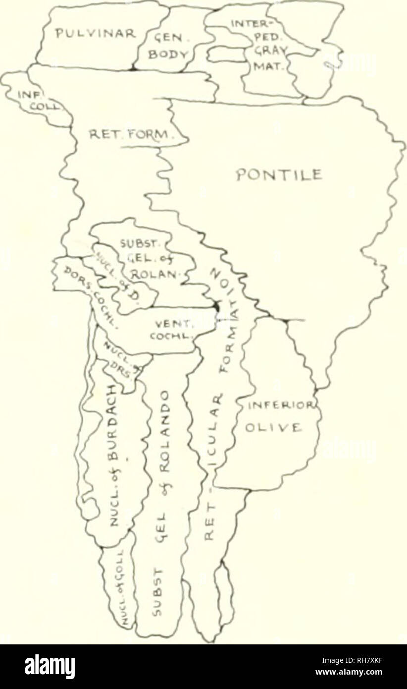 . Das Gehirn vom Affen zum Menschen; ein Beitrag zur Untersuchung der Entwicklung und der Entwicklung des menschlichen Gehirns. Gehirn; Evolution; Pongidae. l-IG. 243. Mantelfläche der grauen Substanz DES HIRNSTAMMS, SIMIA SATYRUS. Schlüssel zum Schaltplan, Dors, cochl.. Dorsal Cochlear Nucleus; gen. Körper, geniculate Body; inf Coll.. Inferior Colliculus; INTERPED. Grau MAT., Interpeduncular graue Materie; Nucl. von burdach. Kern der Burdach, NUCL. Von D. und Nucl. Drs., Kern des Deitors; Nucl. 01 Goll, Kern von Goll; pontile. Pontile Kerne; RET. FORM., retikuläre Formation; subst. gel. von kolan. Und si Ust. gel. 01 Koi Stockfoto