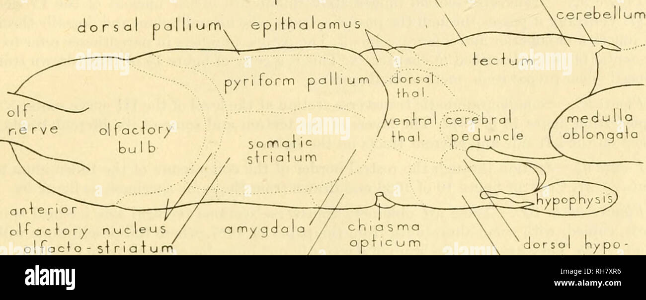 . Das Gehirn des Tiger salamander, ambystoma Tigrinum. Gehirn; Ambystoma. s. Pir= Nac. ol. d. l/j nuc. p o St. arrxj. f!p h.v. a c c a." 86 Ein srior Colliculus. Inferior Colliculus dorsalen Pallium ep Ich fha Lamu s, sup. Eine ero olfaktorischen Kern ol-facto-si Ria t ur pticum 'dorsol hypo-preoplic Kern venlrol h/po (nolornus IKalannus 86B dorsalen ihalomus: upenor nippocampal Colliculus commissure nobenulaX s.. Bitte beachten Sie, dass diese Bilder extrahiert werden aus der gescannten Seite Bilder, die digital haben für die Lesbarkeit verbessert - Färbung und Aussehen dieser Abbildungen können nicht perf Stockfoto