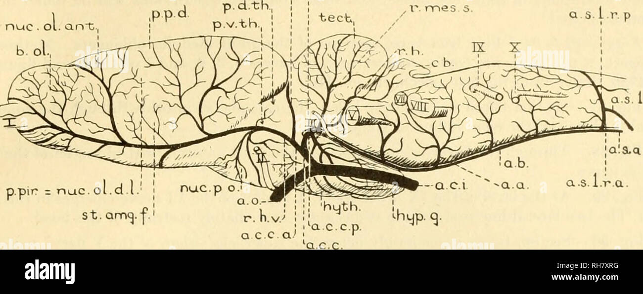 . Das Gehirn des Tiger salamander, ambystoma Tigrinum. Gehirn; Ambystoma. Abbildungen 3 (19 rhm,. nuctub. p=Ped.. s. Pir= Nac. ol. d. l/j nuc. p o St. arrxj. f!p h.v. a c c a." 86 Ein srior Colliculus. Inferior Colliculus dorsalen Pallium ep Ich fha Lamu s, sup. Bitte beachten Sie, dass diese Bilder sind von der gescannten Seite Bilder, die digital für die Lesbarkeit verbessert haben mögen - Färbung und Aussehen dieser Abbildungen können nicht perfekt dem Original ähneln. extrahiert. Herrick, C. Judson (Charles Judson), 1868-1960. Chicago, Univ. Press Stockfoto