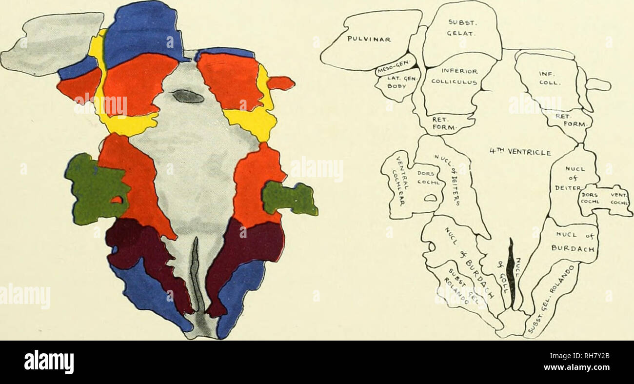 . Das Gehirn vom Affen zum Menschen; ein Beitrag zur Untersuchung der Entwicklung und der Entwicklung des menschlichen Gehirns. Gehirn; Evolution; Pongidae. Wiederaufbau DES LEMUR MONGOZ 77 ventralen graue Spalte. Es allords Befestigung an der Kerne von GoII und Burdach dorsal und der substantia gelatinosa trigemini seitlich, die jedoch von der retikulären Formation auf einer höheren Ebene getrennt wird von der. Abb. 37. Rückenseite der grauen Substanz DES HIRNSTAMMS, LEMUR MONGOZ. Schlüssel zum Schaltplan, Dors, cochl.. Dorsal Cochlear Nucleus; inf Coll., Inferior Colliculus; lat. gen. Körper. Seitliche Geniculate Body; mich Stockfoto