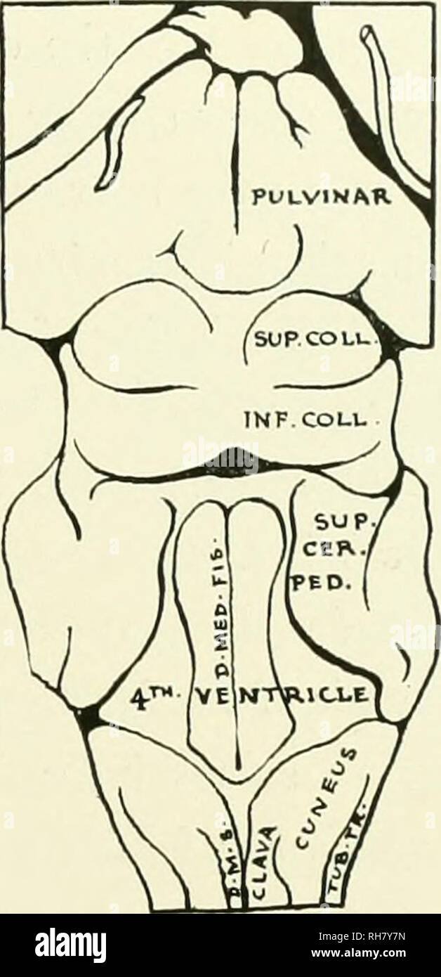 . Das Gehirn vom Affen zum Menschen; ein Beitrag zur Untersuchung der Entwicklung und der Entwicklung des menschlichen Gehirns. Gehirn; Evolution; Pongidae. Abb. 21. Rückenseite DES HIRNSTAMMS, LEMUR MONGOZ. [Tatsächliche Länge, 35 mm.]-Taste, um in den Schaltplan, d. med. fis., Dorsomedian Riss; d. m. s., Dorsomedian Sulcus; inf Coll., Inferior Colliculus; SUP. CER. Ped., Superior Cerebellar Stiel; sup.coll., Superior Colliculus; Whirlpool. Tr., Knolle - Culum Trigemini. Und immer noch hauptsächlich an der Locomotion beschäftigt. Der beiden Dorsalen Spalten in Lemur, der CLAVA und cuneus, der ehemalige scheint strukturell hervorgehoben zu werden, weil ich Stockfoto