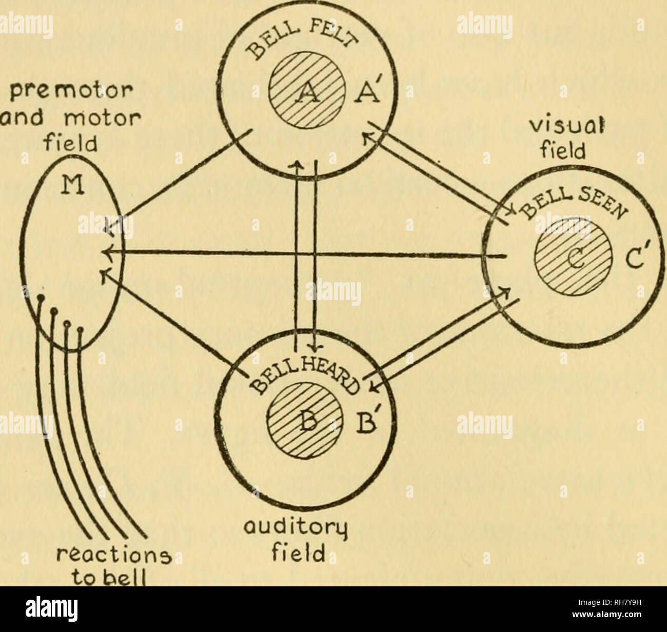 Gehirnaktivierung Stockfotos Gehirnaktivierung Bilder Alamy