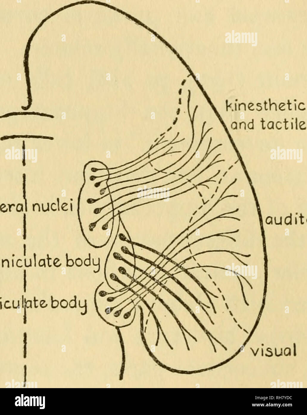 . Gehirne von Ratten und Menschen; eine Übersicht über die Herkunft und die biologische Bedeutung der Großhirnrinde. Großhirnrinde; Ratten - Verhalten; Psychologie, Vergleichende; Gehirn - Physiologie, Psychologie, Vergleichende; Großhirnrinde. 152 Gehirne von Ratten und Menschen ing kortikalen Bereichen offenbar durch die des älteren thalamic Zentren bestimmt. Die taktilen und Audi - tory Fasern seitlich auf die Kortikalen Projektion Zentren gehen. Die optische Fasern Pass mehr dorsal. In höheren Säugetieren die visuelle kortikalen Bereich wurde. loteral Kerne lateral medial geniculate Body goniculptebody ditory visual Abb. 34.- D Stockfoto