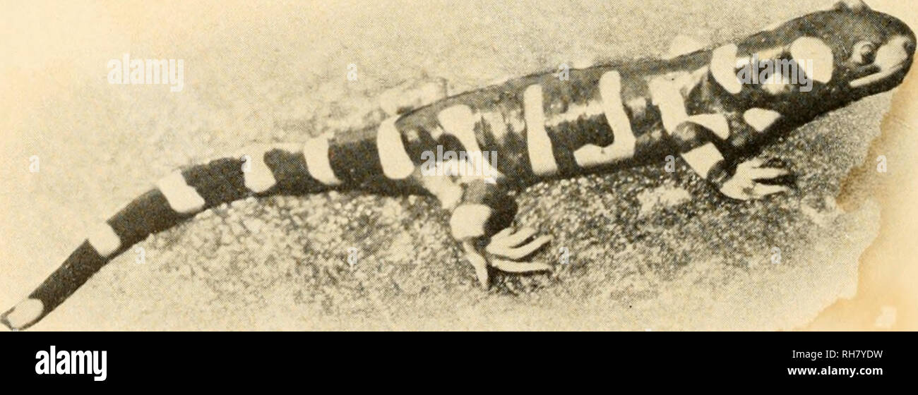 . Das Gehirn des Tiger salamander, ambystoma Tigrinum. Gehirn; Ambystoma. Die Tiger salamander, Ambystoma tigrinum, natürliche Größe. Die Abbildung oben ist ein mid-western nach Form, nach G.K. Noble ('31, mit freundlicher Genehmigung der The McGraw-Hill Book Co.). Weiter unten befindet sich ein Foto von einem midlarval Bühne von Professor S. H. Bischof. Die beiden unteren Bilder zeigen späten Larven und adulten Stadien der östlichen Form, die Erwachsenen mit brillanten Gelb "Tiger" Streifen. (Mit freundlicher Genehmigung des American Museum of Natural History). Bitte beachten Sie, dass diese Bilder extrahiert werden aus der gescannten Seite Bilder, die haben können Stockfoto