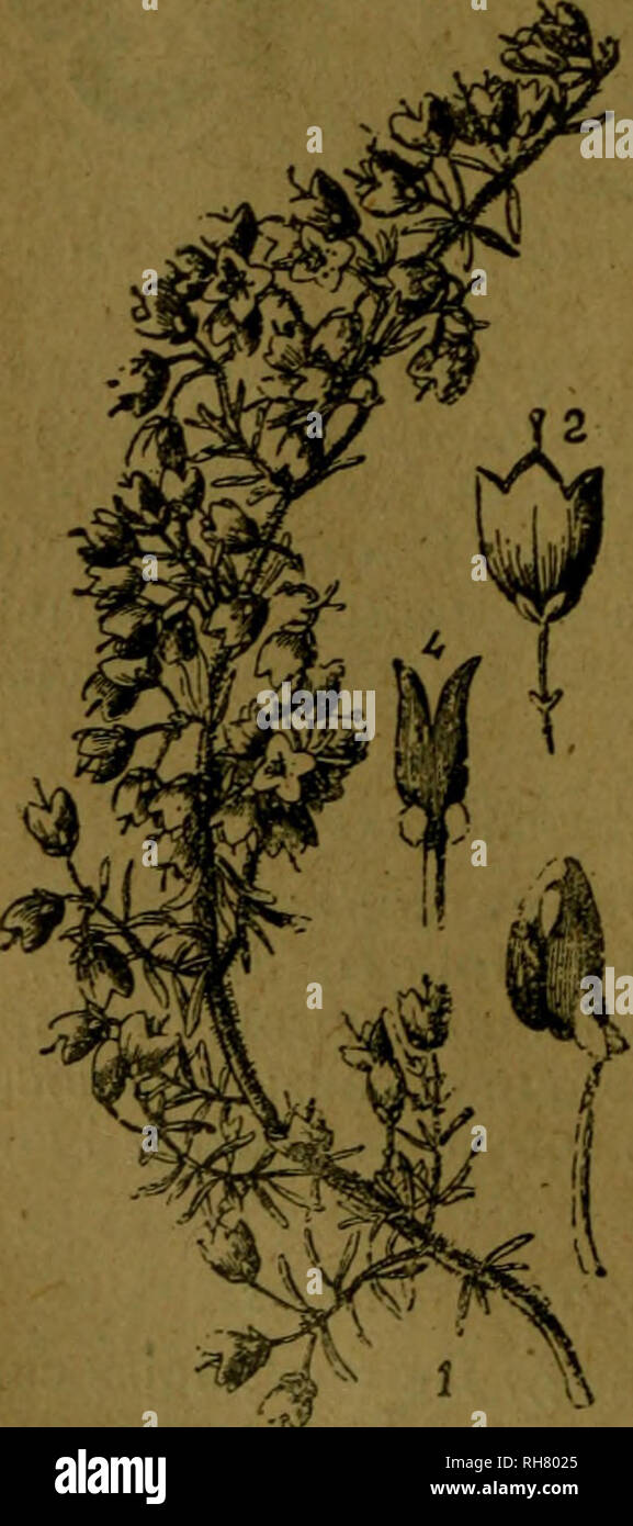 . Botánica descriptiva. Compendio de la flora Española. Estudio de las Vulcanus que Viven espontáneamente en España y de las más frecuentemente cultivadas que Tienen aplicaciones De medicina, Agricultura, Industria y horticultura. Pflanzen. 334 ERICÁCEAS Sada o Blanca tan Larga como Ancha, de 2-3'". Fl. y Verano otoño. Brezo, Bru-Co, Rugon, Lizarra. N.Y NE. 7.924. E. umbellata L. - 5 - De 5-10'; hojas de 2-4'", temadas, obtusas, trígonas; umbelitas de 5-7 Flores en el extremo de las Ramas; pedicelos como La Flor o Poco más; corola Rosada; Estilo muy Saliente. Fl. Abril - Julio. N., O. y SO Stockfoto