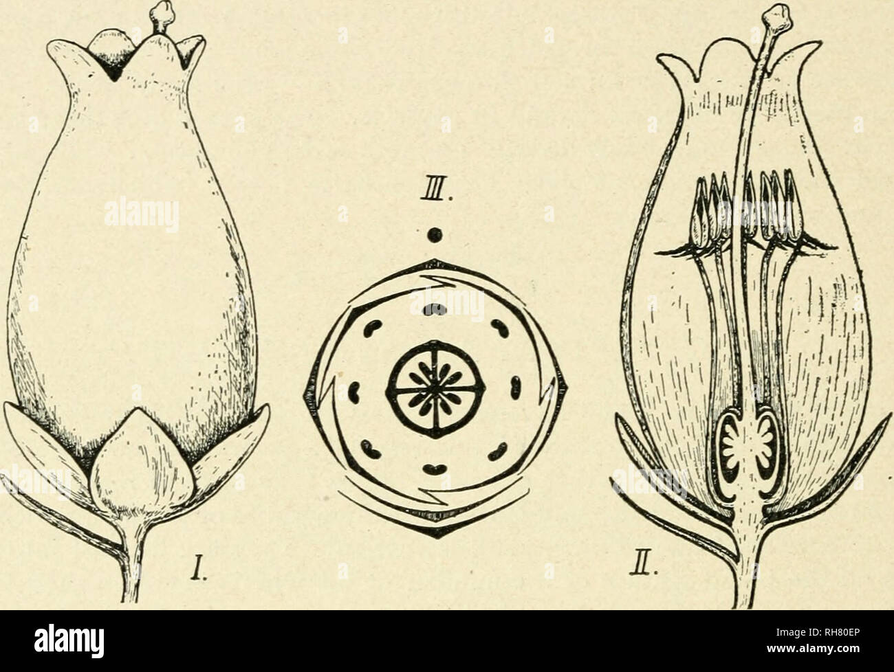 . Botanik der lebenden Pflanze. Botanik. 526 BOTANIK DER LEBENDEN PFLANZE Corolla, blütenblätter 4, gamopetalous, Inferior, gewölbt, mit einer schmalen Öffnung, durch die der capitate Stigma Projekte. Androecium, staubblätter 4+4 frei, hypogynous, mit gebogenen Staubfäden; Antheren dehiscing durch zwei distalen Poren, die nach unten zeigen. Von der Unterseite des pollenstäubens zwei Divergierenden sporne Projekt nach außen, mit dem die innere Oberfläche des Corolla. Gynoecium, fruchtblätter 4, syncarpous, Superior, Stil, länglich, mit capitate Stigma. Ovar mit 4 Loculi, Eizellen minute, zahlreiche, auf einer erweiterten axile Plazenta. Honig - Scheibe rund um die b Stockfoto
