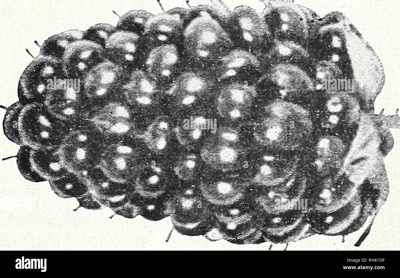 . Freigebige ridge Baumschulen: Unsere kompletten Katalog und Pflanzung guide Herbst 1954 und Frühjahr 1955. Baumschulen (Gartenbau) Kataloge Kataloge; Obst; Obstbäume Kataloge; Bäume; Blumen Kataloge Kataloge. Kleine FRÜCHTE PAY grosse Dividenden ountifui Ridge (aber Haft BOYSENBEERE AMERIKAS GROSSEM WEINSTOCK BERRY im Gegensatz zu vielen Arten von großen Früchten, BOYSENBEERE ständig produziert schwerem Erntegut. Es KOMMT IN GUTE LAGER IM NÄCHSTEN JAHR NACH DEM EINPFLANZEN UND EINE PFLANZUNG dauert viele Jahre. Es ist eine vig-orous Anbauer und sollte nicht näher als sechs Meter auseinander gepflanzt werden und gelingt besser, wenn an den Kabeln ausgebildet Simi Stockfoto