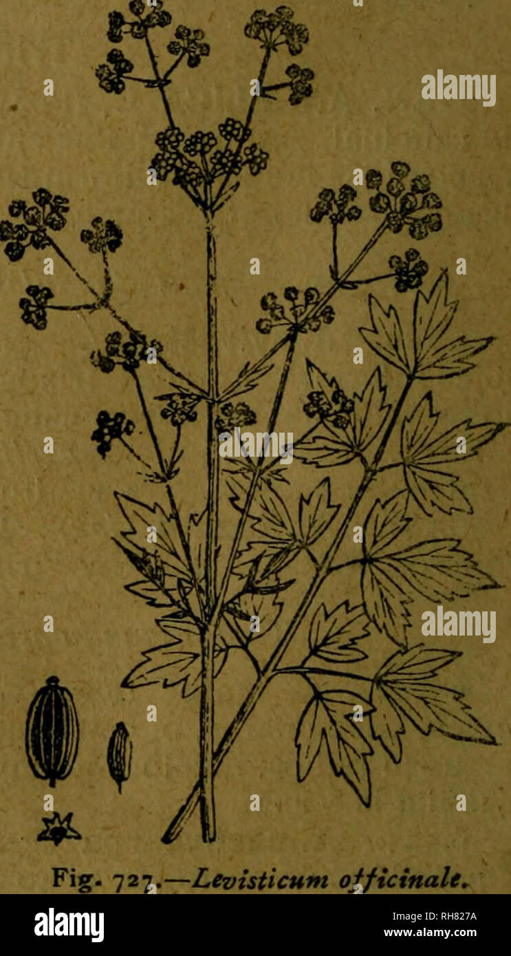 . Botánica descriptiva. Compendio de la flora Española. Estudio de las Vulcanus que Viven espontáneamente en España y de las más frecuentemente cultivadas que Tienen aplicaciones De medicina, Agricultura, Industria y horticultura. Pflanzen. lineales; pétalos Blancos con estrías Verdes-FL Verano. Galizien. 6.524. A. líevis 7. Gay.- (i) ó^. Las Hojas inferiores ovales q romboideas o Tri y las Superiores bipinñati - sectas; umbela de 20-40 Radios largamente Pe-dunculada, Sünde involu - Cro; pétalos ocráceos amarillen-tos. Fl. Verano. Montañas de Asturias. 6,525. A. Reuteri^. - (2). Se distingue por s Stockfoto