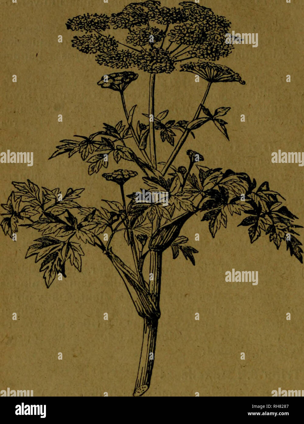 . Botánica descriptiva. Compendio de la flora Española. Estudio de las Vulcanus que Viven espontáneamente en España y de las más frecuentemente cultivadas que Tienen aplicaciones De medicina, Agricultura, Industria y horticultura. Pflanzen. ^ 144 umbelíferas' lio-de hojuelas numerosas,.; pétalos Blancos lineales con estrías Verdes-FL Verano. Galizien. 6.524. A. líevis 7. Gay.- (i) ó^. Las Hojas inferiores ovales q romboideas o Tri y las Superiores bipinñati - sectas; umbela de 20-40 Radios largamente Pe-dunculada, Sünde involu - Cro; pétalos ocráceos amarillen-tos. Fl. Verano. Montañas de Asturias. Stockfoto