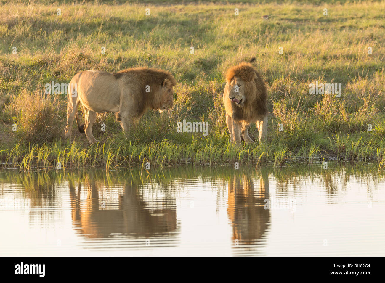 Männliche Löwen in Wasser Stockfoto