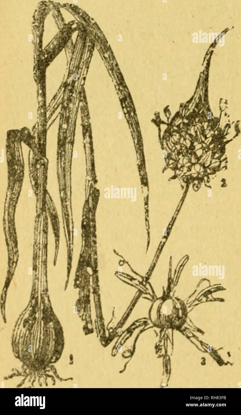 . Botánica descriptiva. Compendio de la flora Española. Estudio de las Vulcanus que Viven espontáneamente en España y de las más frecuentemente cultivadas que Tienen aplicaciones De medicina, Agricultura, Industria y horticultura. Pflanzen. Ich 62 LILIÁCEAS Chas, acuminadas, acanaladas, pelosas por el envés; escapo cilindrico; Umba; la Pastete 7 ite pétalos sépalos y Blancos; estatnbres más cortos que El perigonio - cápsula acorazonada al Revés, trígona, con las celdas biovuladas. Fl. prima-vera. Centro y E.3.719. A. SUbvillosum Salzm. - 152. Bulbo amarillento, reticulado, del Ta-maño de una Avellana, Stockfoto