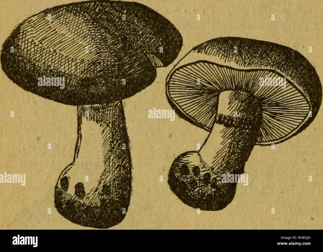 . Botánica descriptiva. Compendio de la flora Española. Estudio de las Vulcanus que Viven espontáneamente en España y de las más frecuentemente cultivadas que Tienen aplicaciones De medicina, Agricultura, Industria y horticultura. Pflanzen. 330 HONGOS Í-I 35-L-granulosazellen Bastch.- Sombrerillo Pardo rojizo, pálido en Seco, de 3"-5"; laminillas Blancas, casi Libres; pedicelo de igual Farbe, con escamas pequeñas en su Base; carne Blanco - rosada. Otoño. R. in der Zentrale. Coynestible. V. 136. L. púdica Bult. - De 5 "-8", Carnoso, sedoso y Liso, Hendida y gra-nulada en Seco; laminillas blanco-r Stockfoto