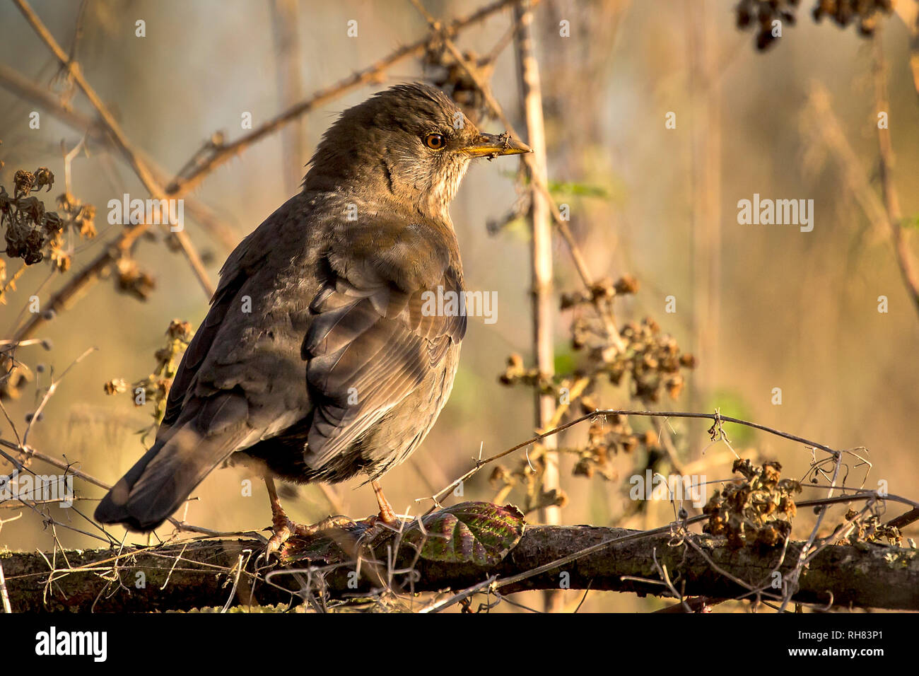 Weibliche Amsel in Hecke im Herbst Stockfoto