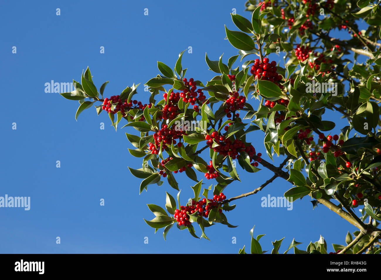 EIN STECHPALME MIT ROTEN BEEREN VOR EINEM HELLBLAUEN HIMMEL AN EINEM SONNIGEN WINTERTAG Stockfoto