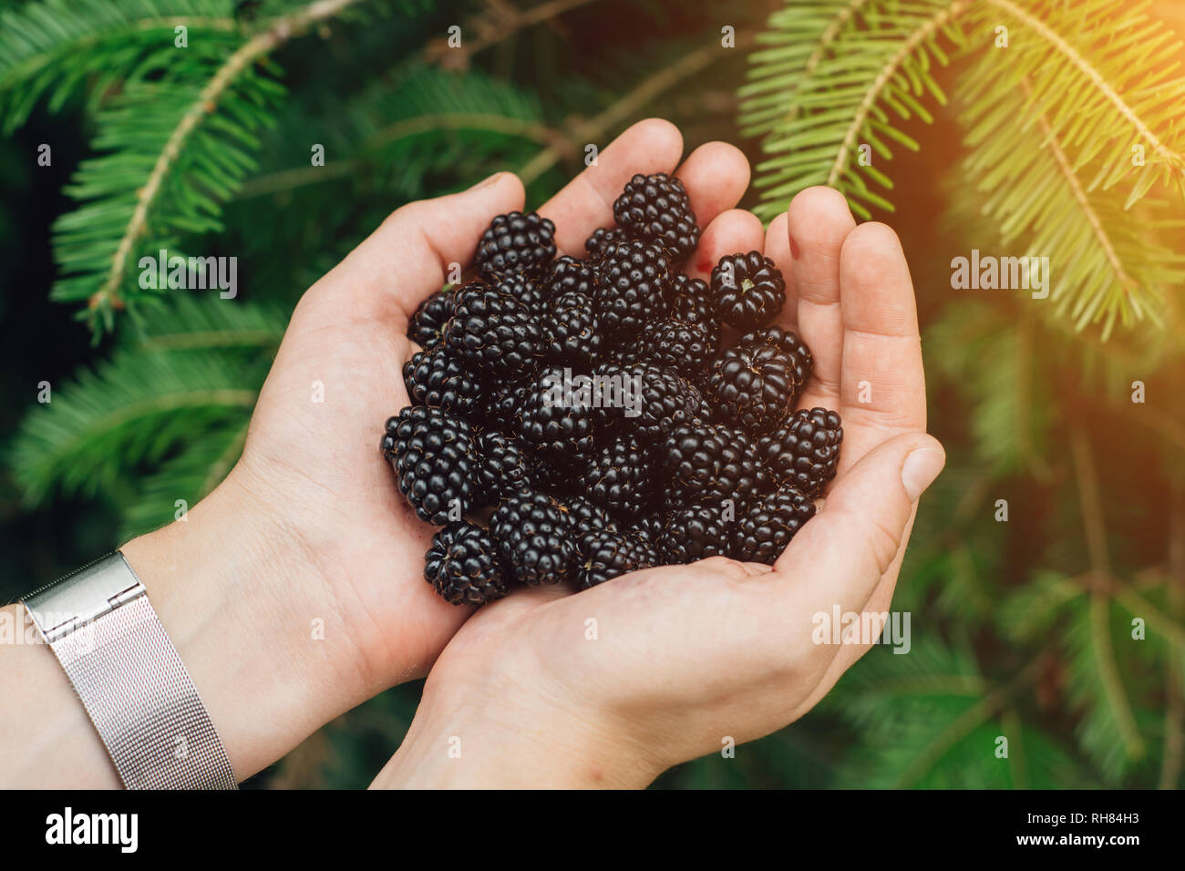 Bioobst. Mädchen Hände in frischen Brombeeren Holding. Konzept der