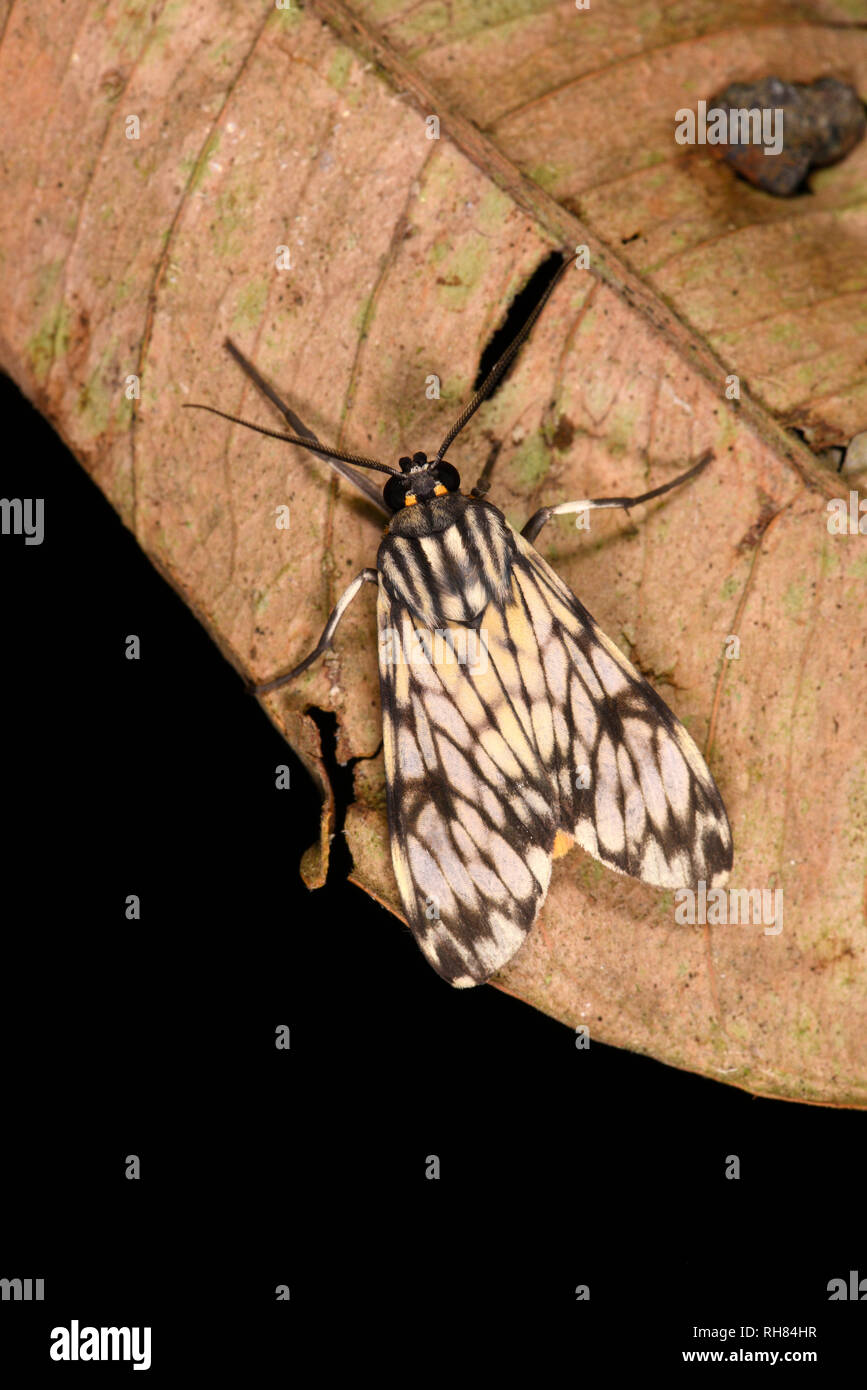 Costa Rica Motte (Eucereon Anstand) Erwachsenen auf toten Blattes, Turrialba, Costa Rica, Oktober Stockfoto