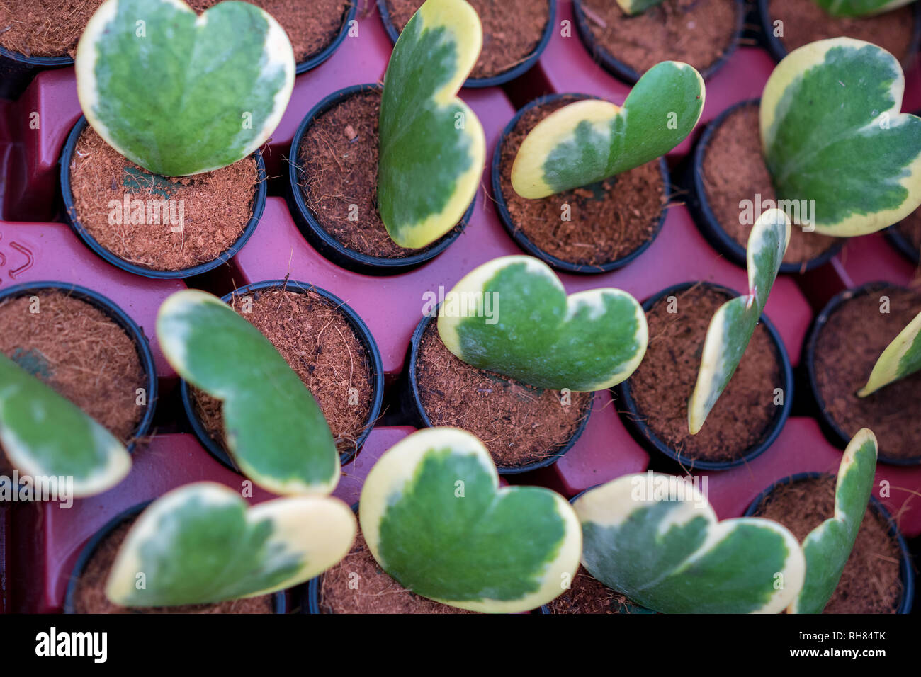 Hoya Kerrii Pflanze Stockfotos und bilder Kaufen Alamy