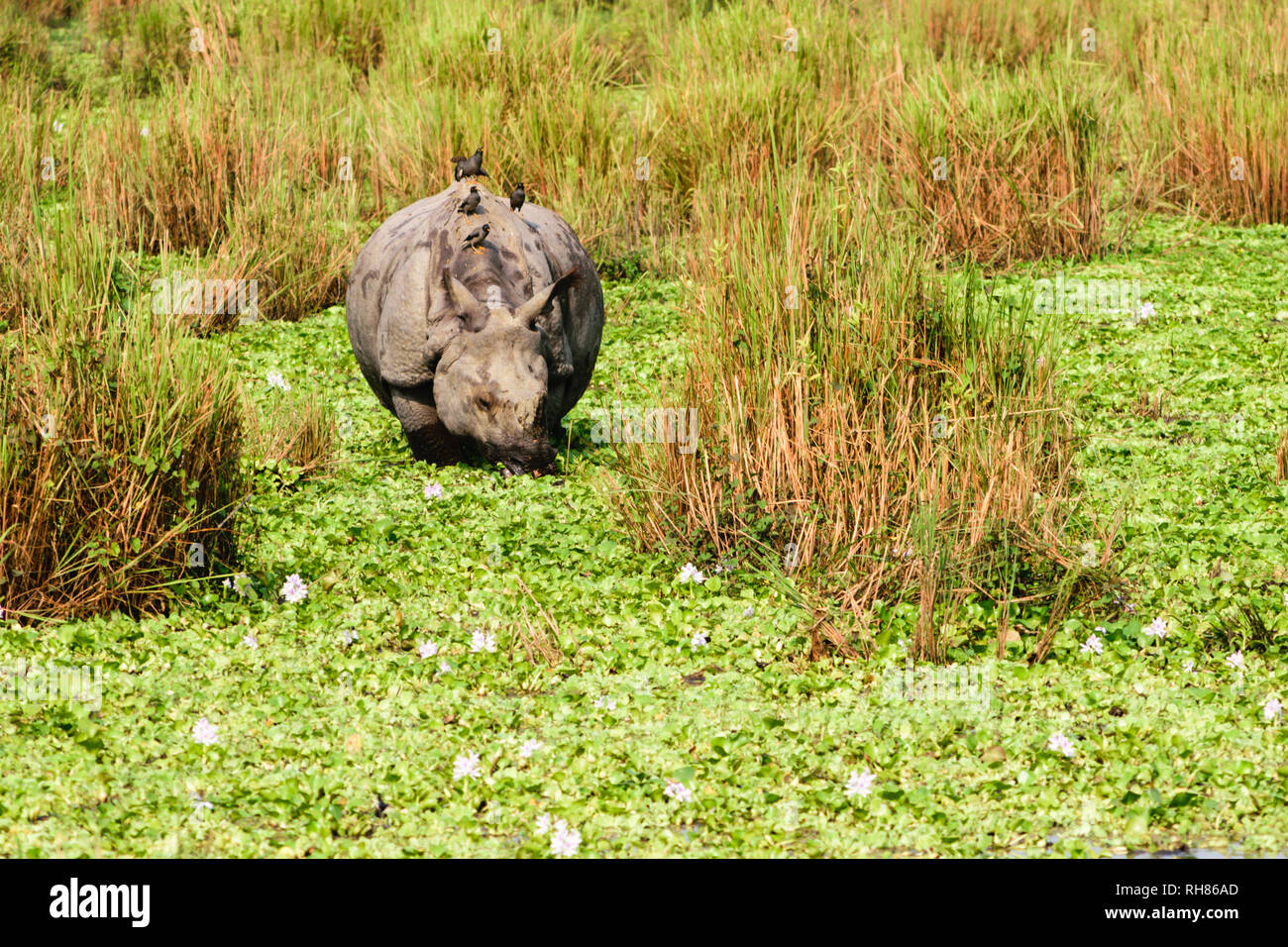 Juvenile grössere - gehörnte Rhino (Rhinoceros unicornis) im Chitwan Nationalpark, Nepal. One-horned Rhino (Rhinoceros unicornis) auch in Kazira gefunden Stockfoto