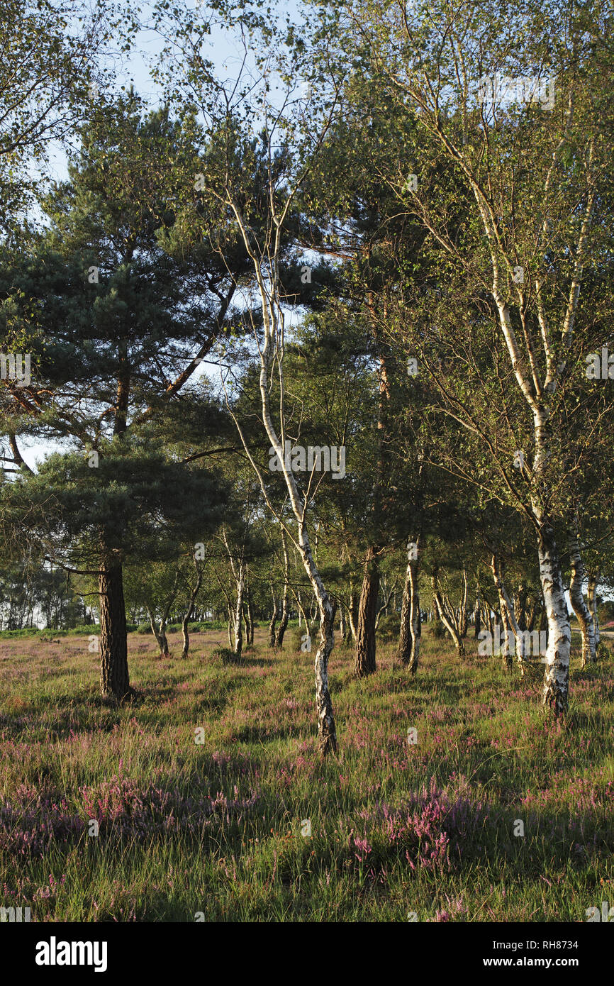 Silber Birke Betula pendula und Gemeine Kiefer Pinus sylvestris auf Heide Rockford gemeinsame New Forest National Park Hampshire England UK August 2012 Stockfoto