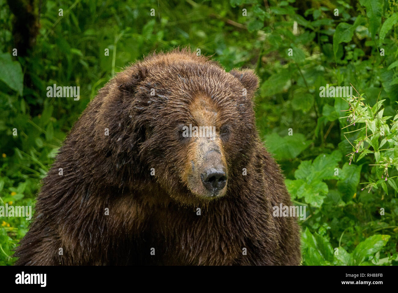 Ein riesiger Mann grizzly Bär für Lachs in Hyder, Alaska warten Stockfoto