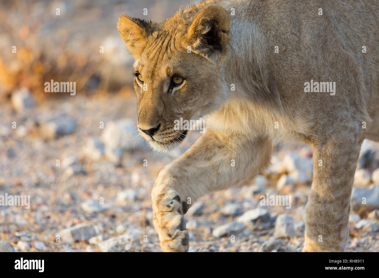 In der Nähe von natürlichen junger Löwe Stalking in der Wildnis Stockfoto