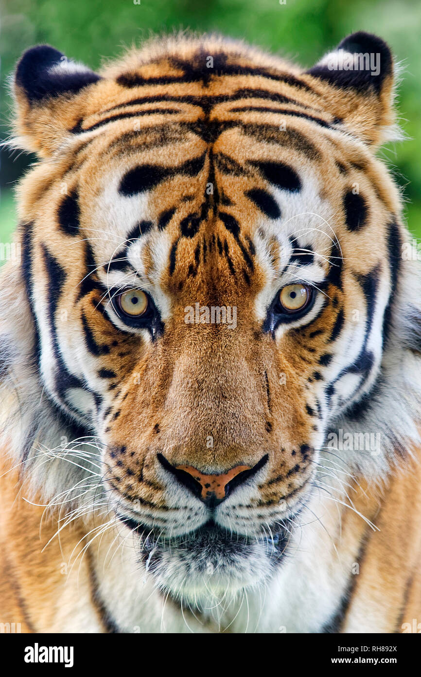 Sibirischer Tiger - Panthera Tigris altaica Stockfoto