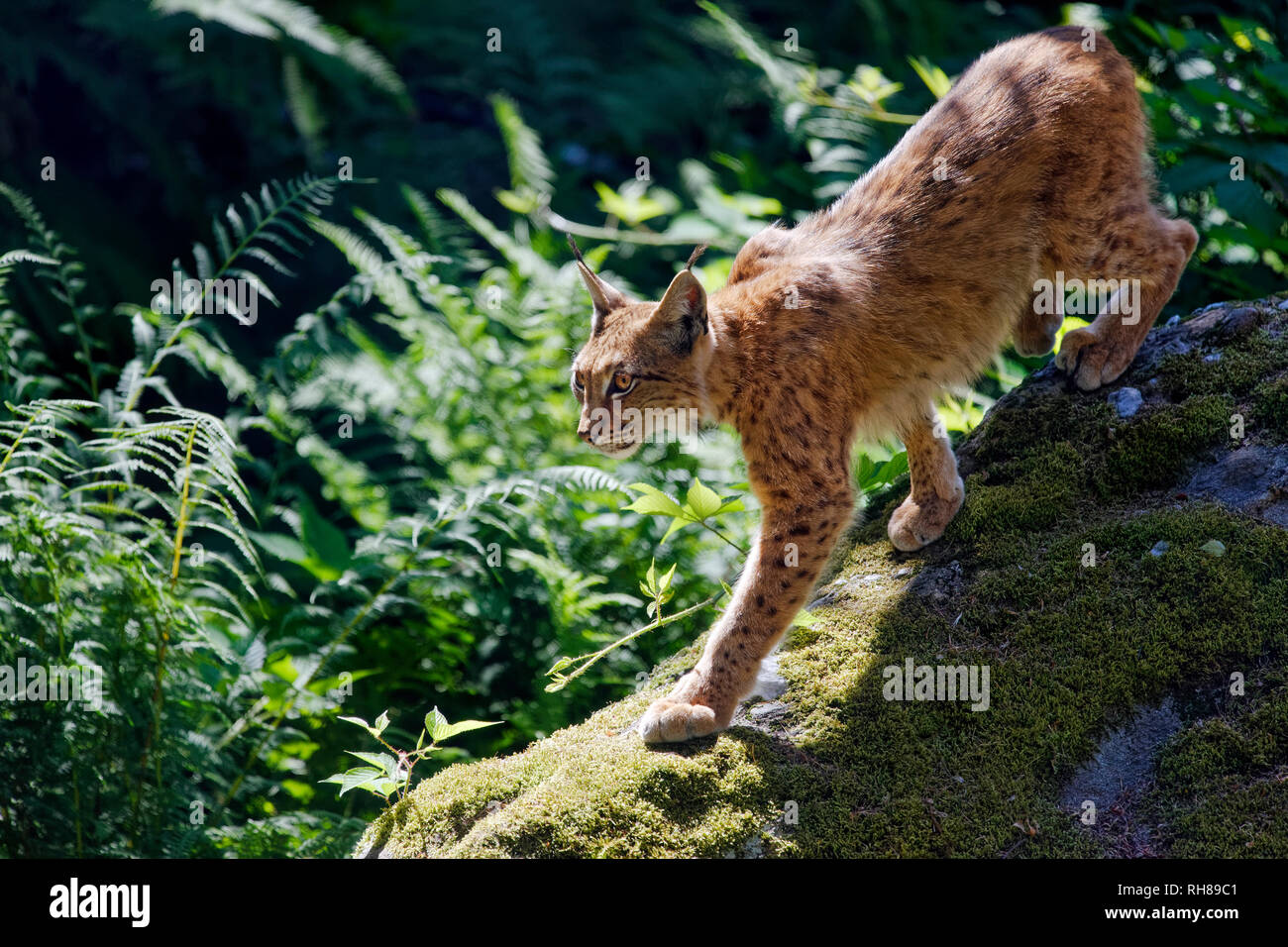 Eurasischen Luchs Lynx lynx Stockfoto
