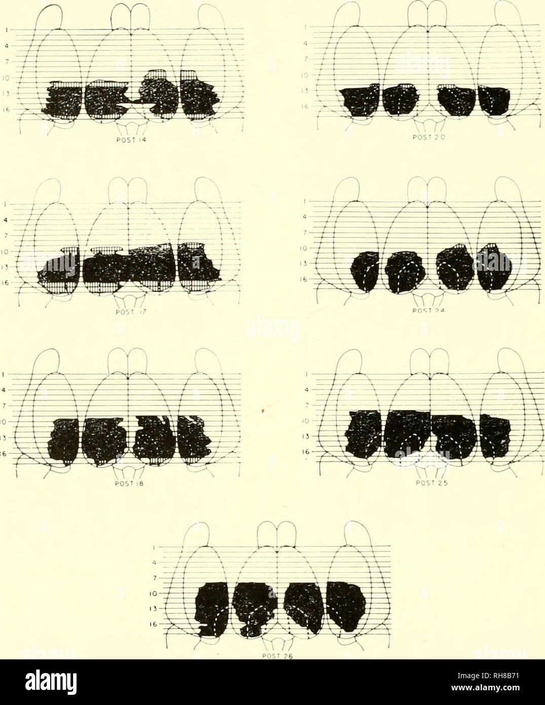 . Gehirn Mechanismen und Lernen, ein Symposium. Psychophysiologie; Lernen, Psychologie der. 594 GEHIRN MECHANISMEN UND Lerngruppe mit einer anterioren Läsionen zeigen eine deutliche Defizite. Abweichungen von der normalen Gruppe arc Bedeutung sowohl für die "Posterior" und die "vordere Gruppe' (p< G. OOI). Der Ausfall der vorderen Gruppe' ist zu beachten, wie bis jetzt. Abb. 5 kortikalen Läsionen entsprechend der Ratten der 'hinteren t^roup" (sek Legende Abb. 3). die Ermittler haben fast ausschließlich erforscht die Wirkung von Läsionen in der 'kortikalen Bereich" der CS und nur selten die Ci^ Cct der gesamten Deco Stockfoto